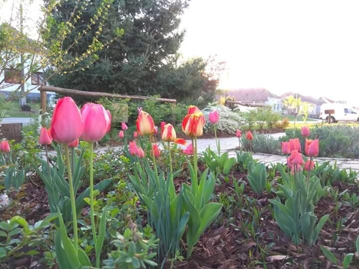 Egkoris Vendeghaz Hotel Bakonyszucs Bagian luar foto