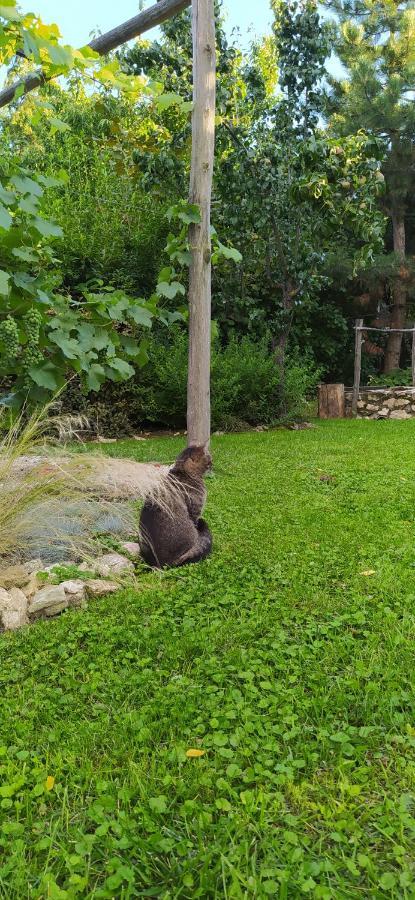Egkoris Vendeghaz Hotel Bakonyszucs Bagian luar foto